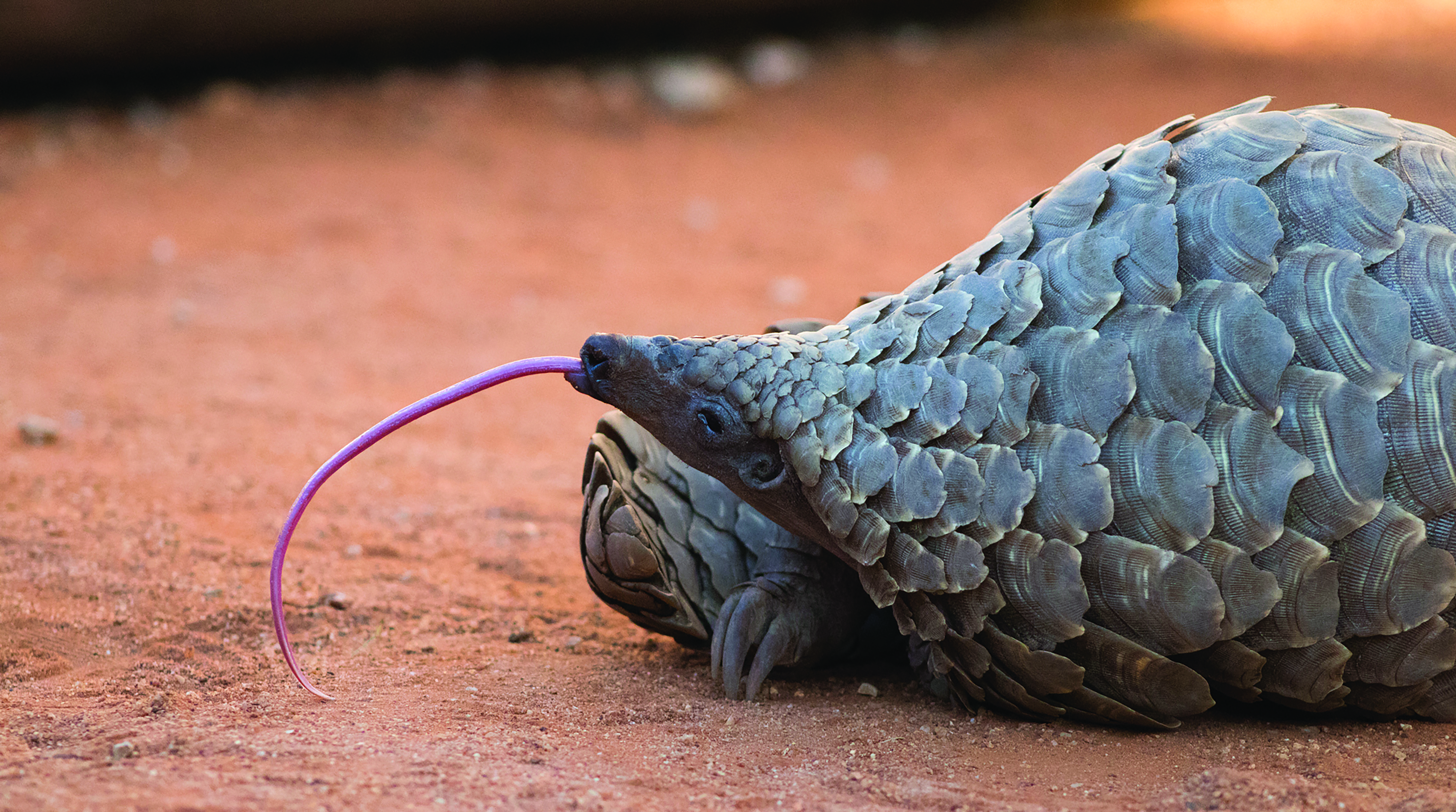 Pangolin laying on dirt, with it's tounge sticking out